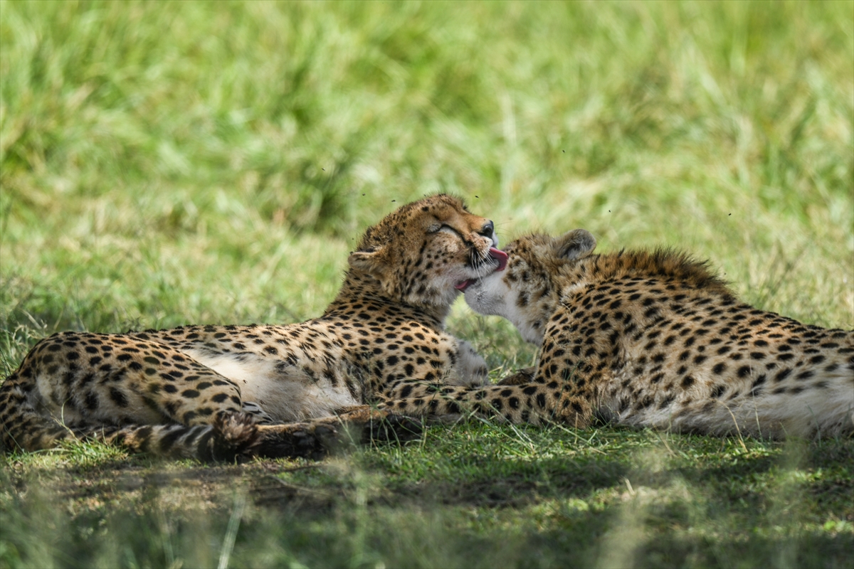 Kenya'daki Maasai Mara doğal yaşam alanına göç başladı