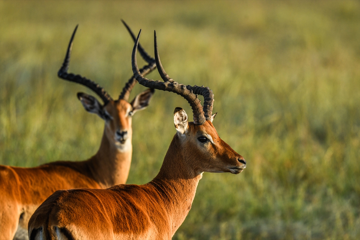 Kenya'daki Maasai Mara doğal yaşam alanına göç başladı