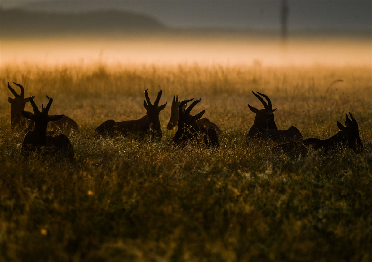 Kenya'daki Maasai Mara doğal yaşam alanına göç başladı