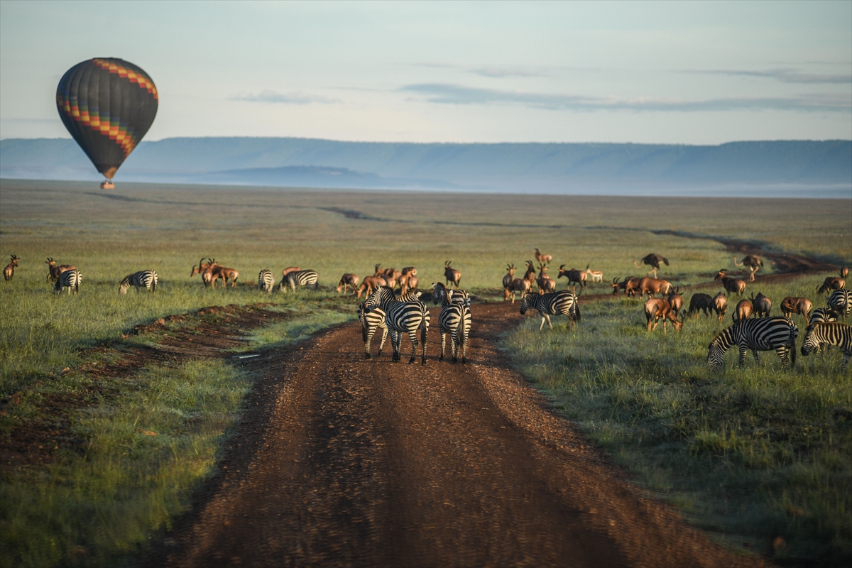 Kenya'daki Maasai Mara doğal yaşam alanına göç başladı