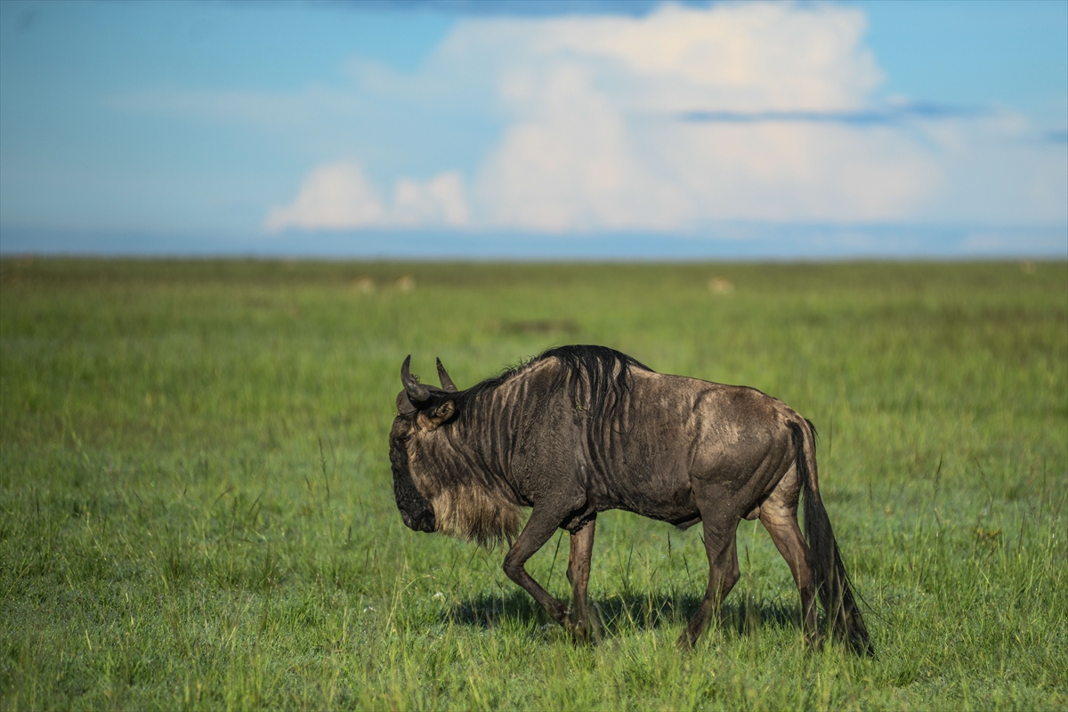 Kenya'daki Maasai Mara doğal yaşam alanına göç başladı