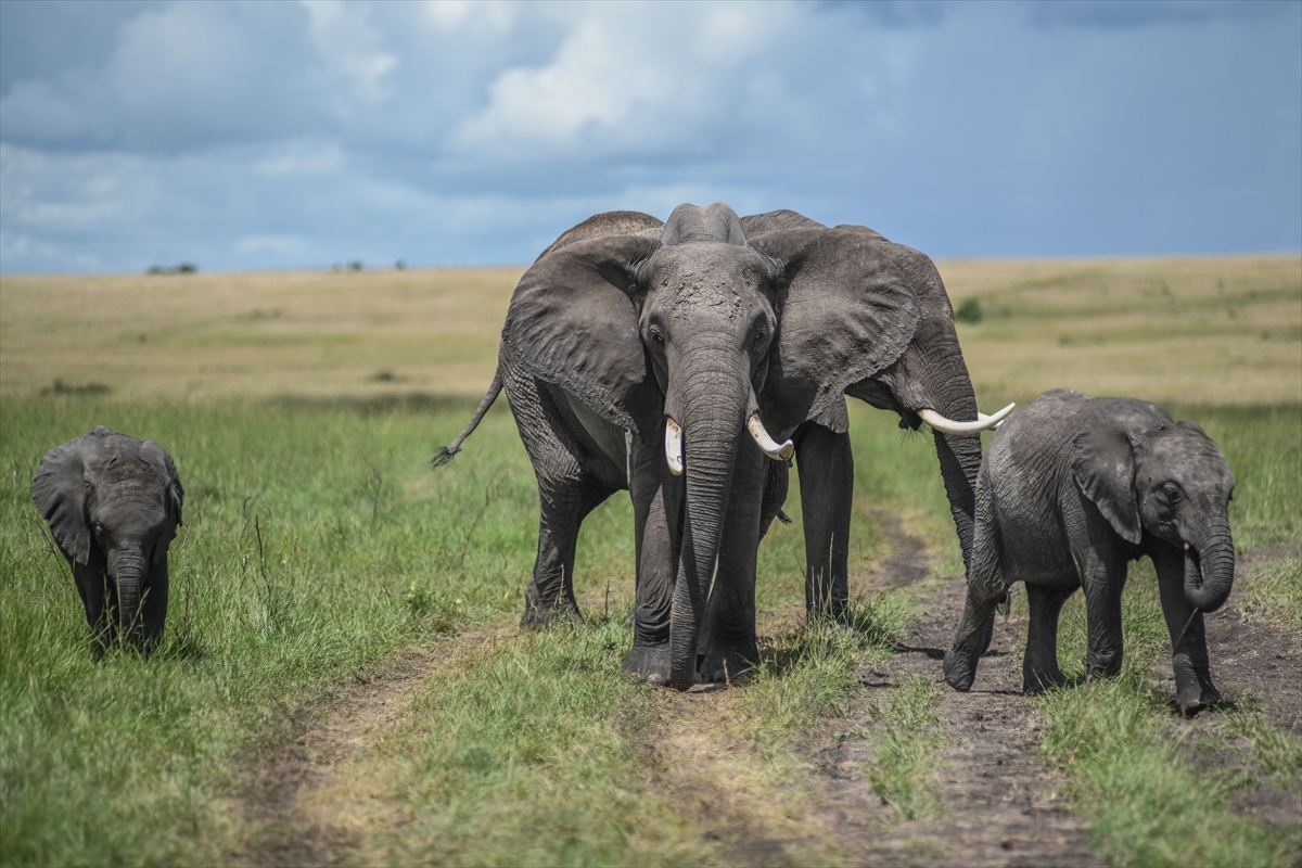 Kenya'daki Maasai Mara doğal yaşam alanına göç başladı