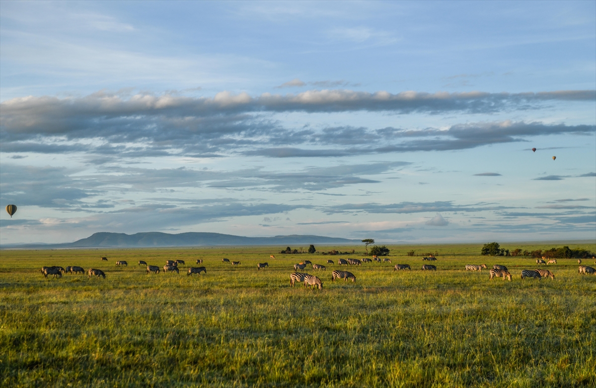Kenya'daki Maasai Mara doğal yaşam alanına göç başladı