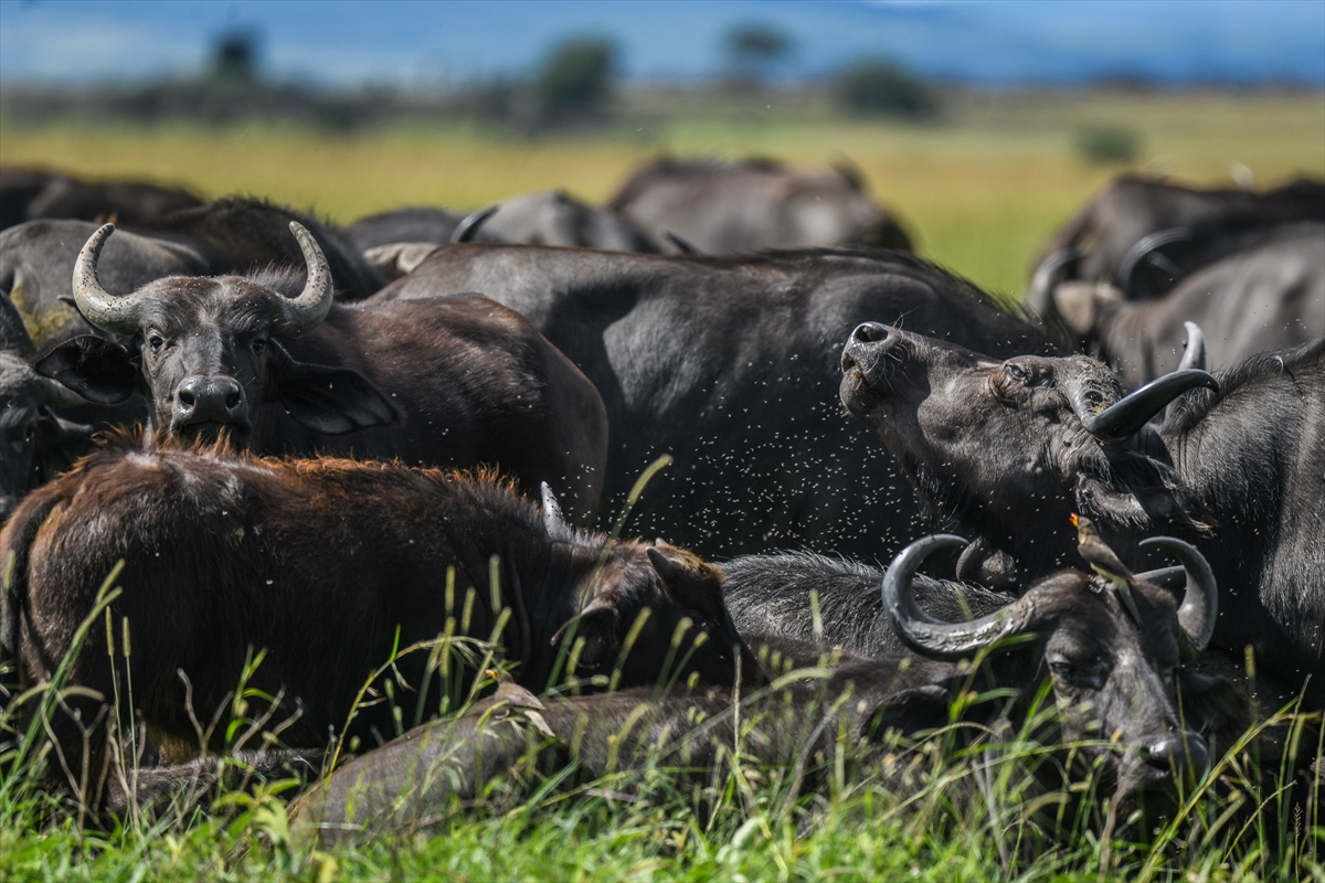 Kenya'daki Maasai Mara doğal yaşam alanına göç başladı