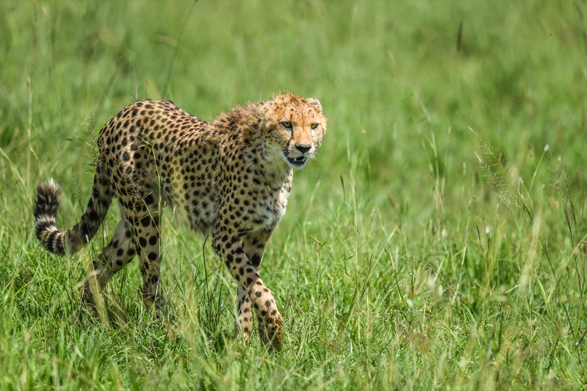 Kenya'daki Maasai Mara doğal yaşam alanına göç başladı