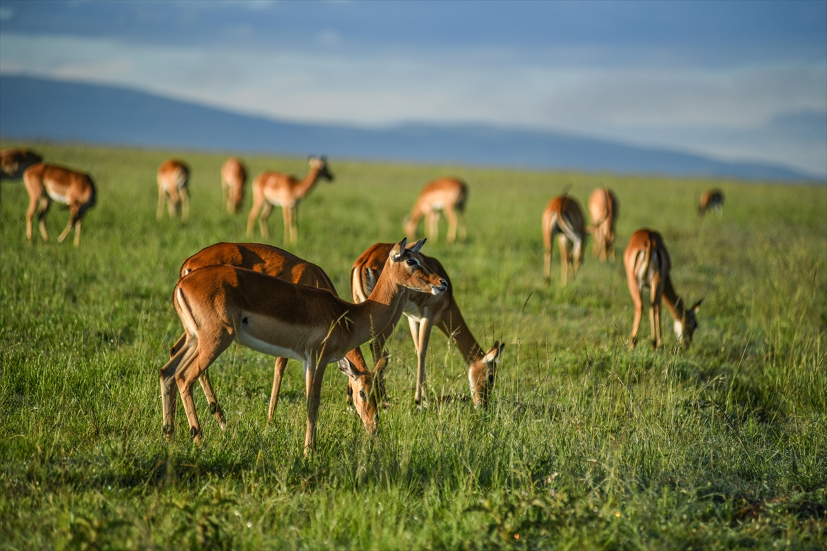 Kenya'daki Maasai Mara doğal yaşam alanına göç başladı
