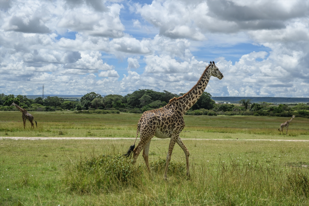 Kenya'daki Maasai Mara doğal yaşam alanına göç başladı