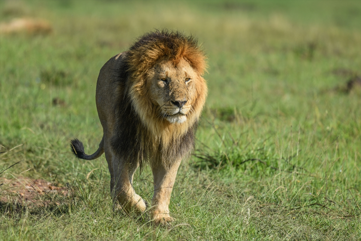 Kenya'daki Maasai Mara doğal yaşam alanına göç başladı