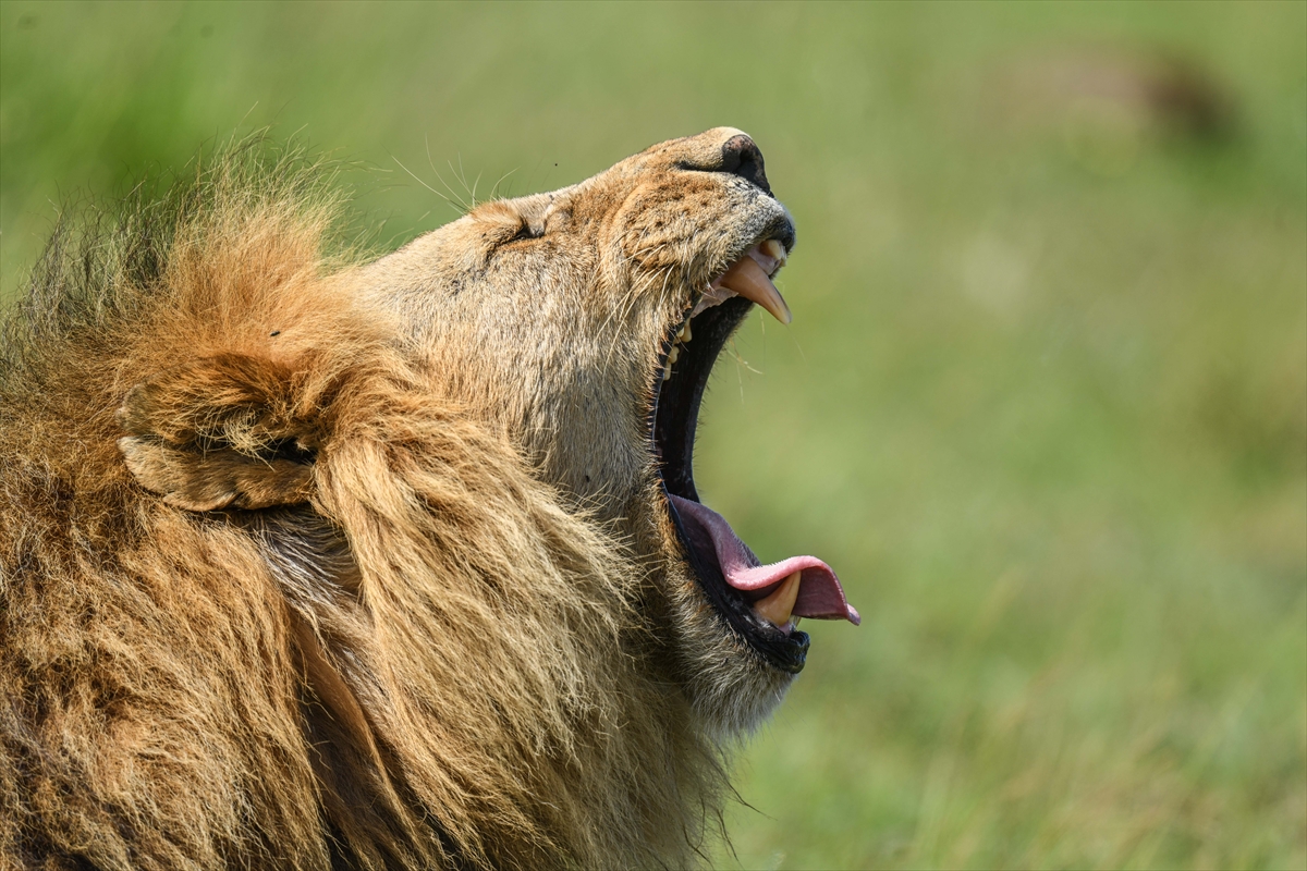 Kenya'daki Maasai Mara doğal yaşam alanına göç başladı