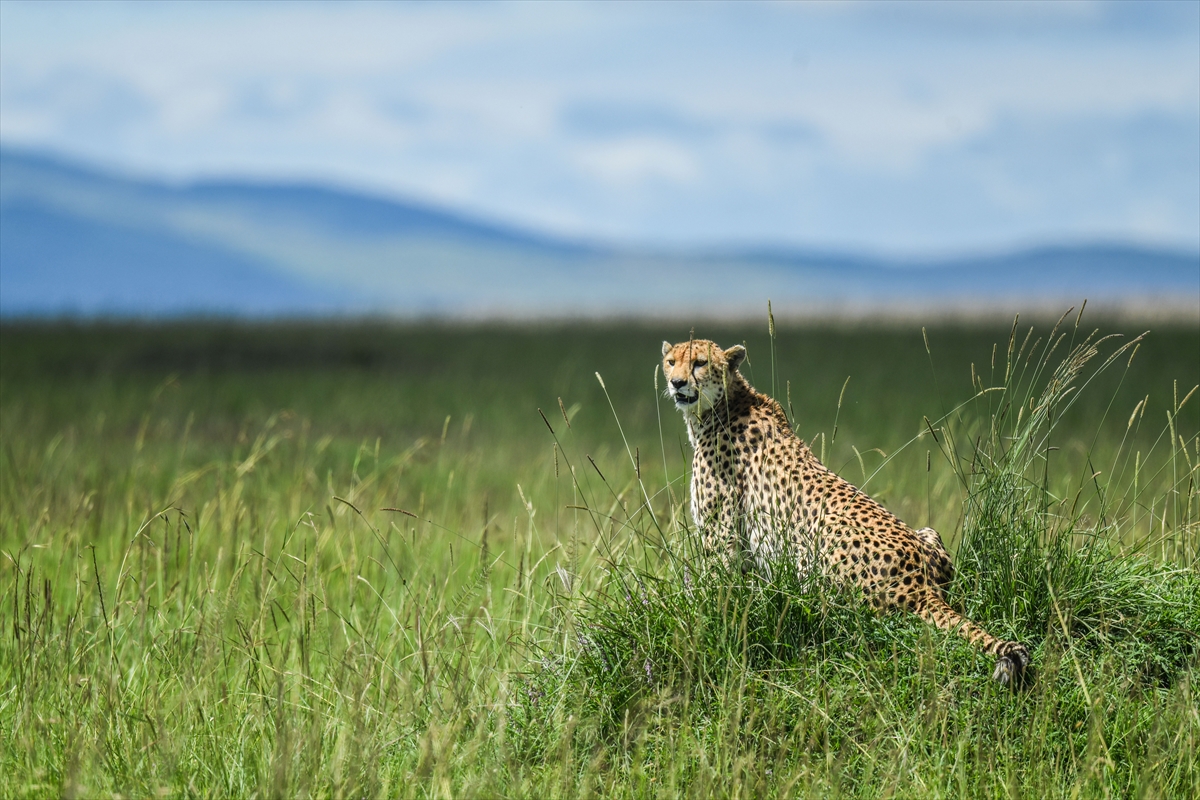Kenya'daki Maasai Mara doğal yaşam alanına göç başladı