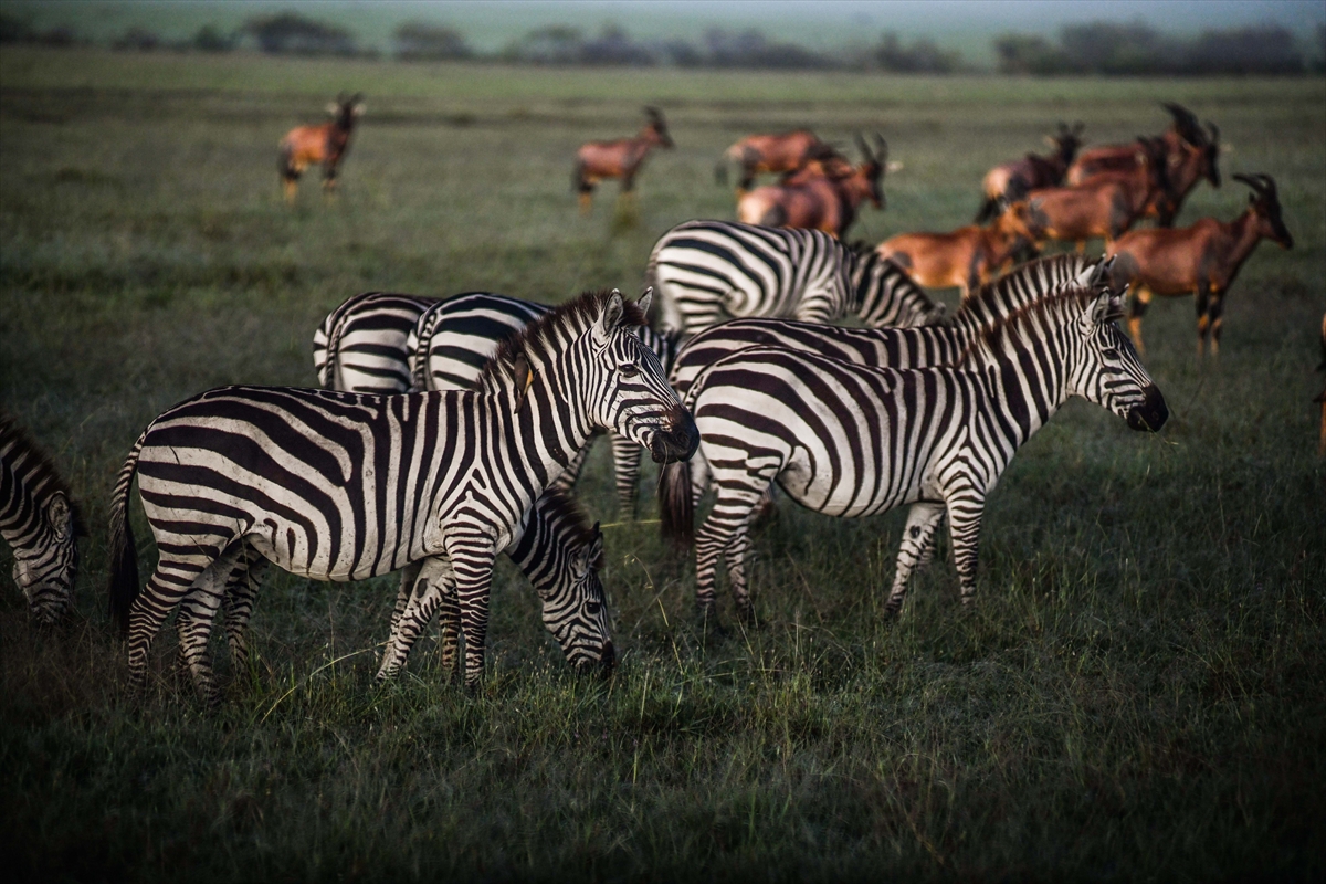 Kenya'daki Maasai Mara doğal yaşam alanına göç başladı
