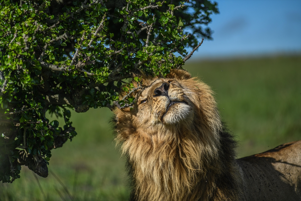 Kenya'daki Maasai Mara doğal yaşam alanına göç başladı