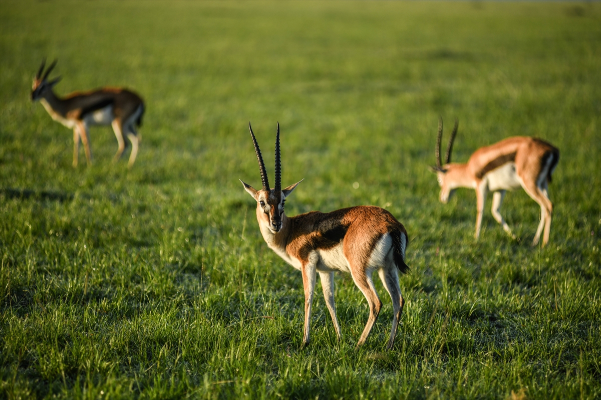 Kenya'daki Maasai Mara doğal yaşam alanına göç başladı
