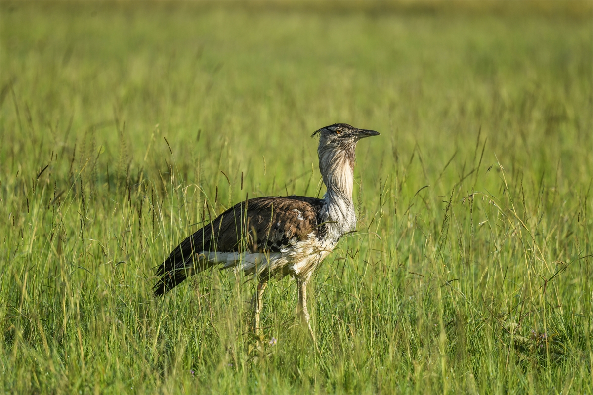 Kenya'daki Maasai Mara doğal yaşam alanına göç başladı