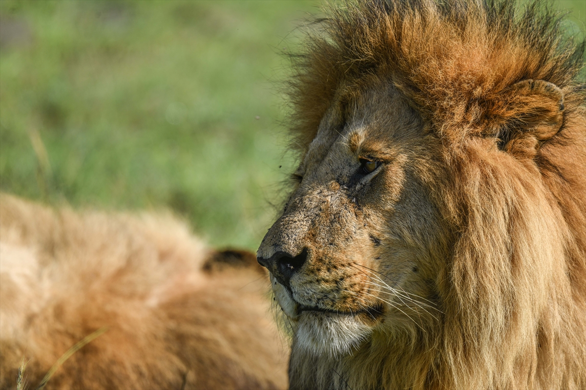 Kenya'daki Maasai Mara doğal yaşam alanına göç başladı