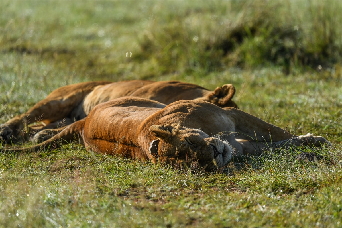 Kenya'daki Maasai Mara doğal yaşam alanına göç başladı