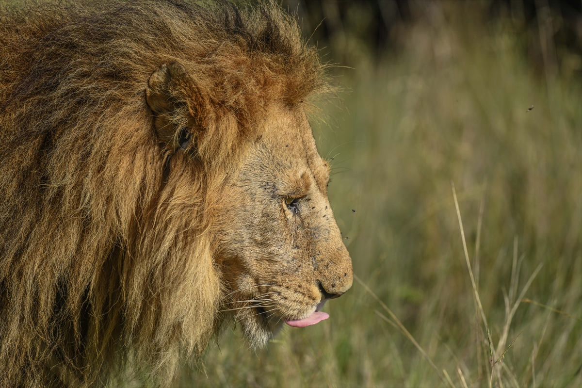 Kenya'daki Maasai Mara doğal yaşam alanına göç başladı