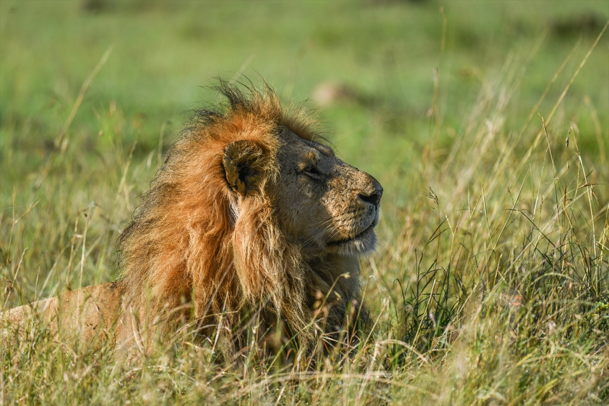 Kenya'daki Maasai Mara doğal yaşam alanına göç başladı