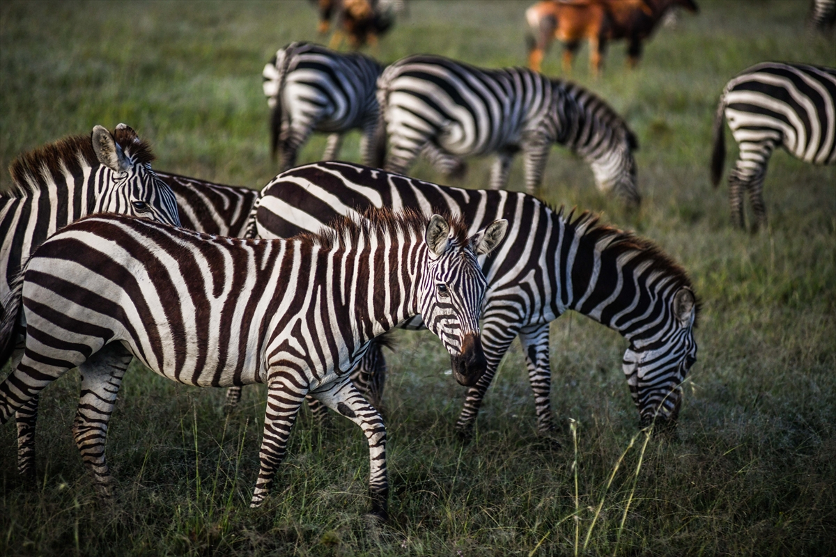 Kenya'daki Maasai Mara doğal yaşam alanına göç başladı