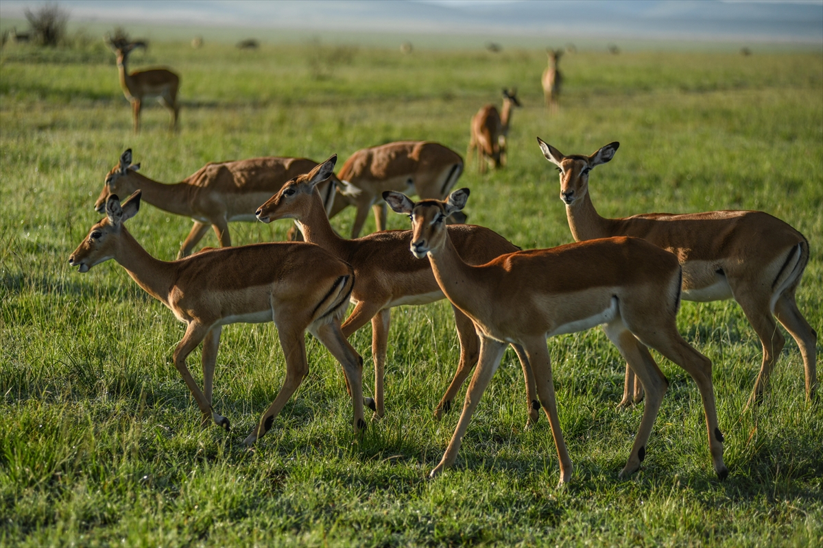 Kenya'daki Maasai Mara doğal yaşam alanına göç başladı