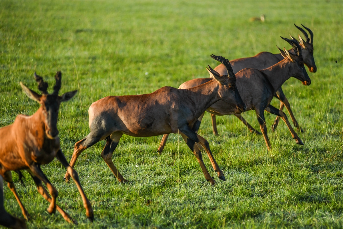 Kenya'daki Maasai Mara doğal yaşam alanına göç başladı