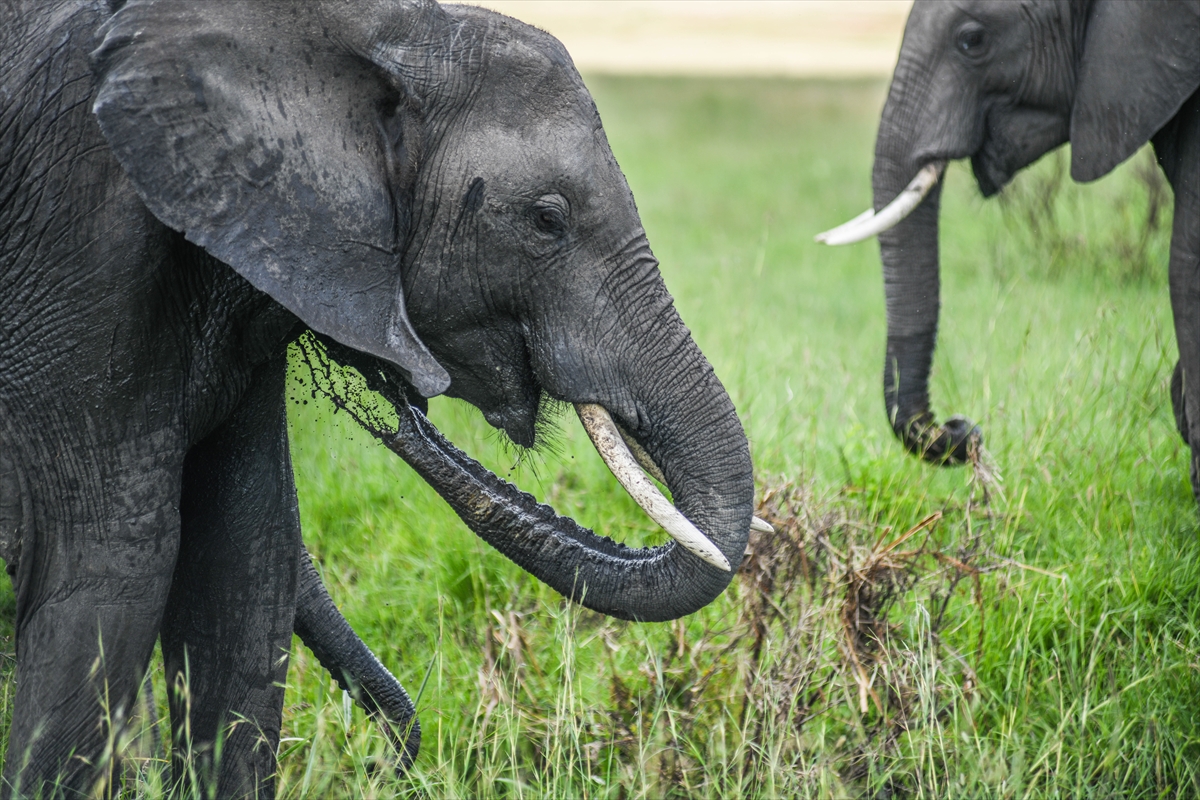 Kenya'daki Maasai Mara doğal yaşam alanına göç başladı