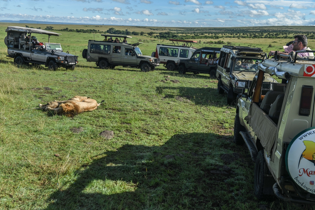 Kenya'daki Maasai Mara doğal yaşam alanına göç başladı
