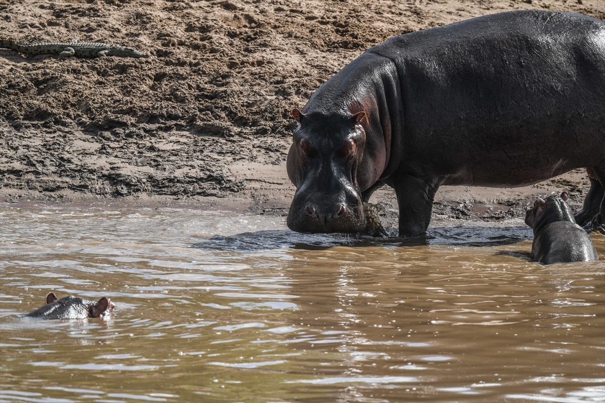 Kenya'daki Maasai Mara doğal yaşam alanına göç başladı