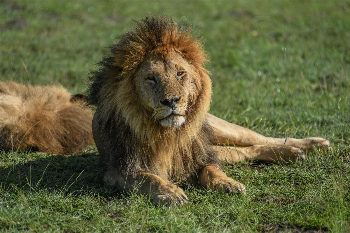 Kenya'daki Maasai Mara doğal yaşam alanına göç başladı