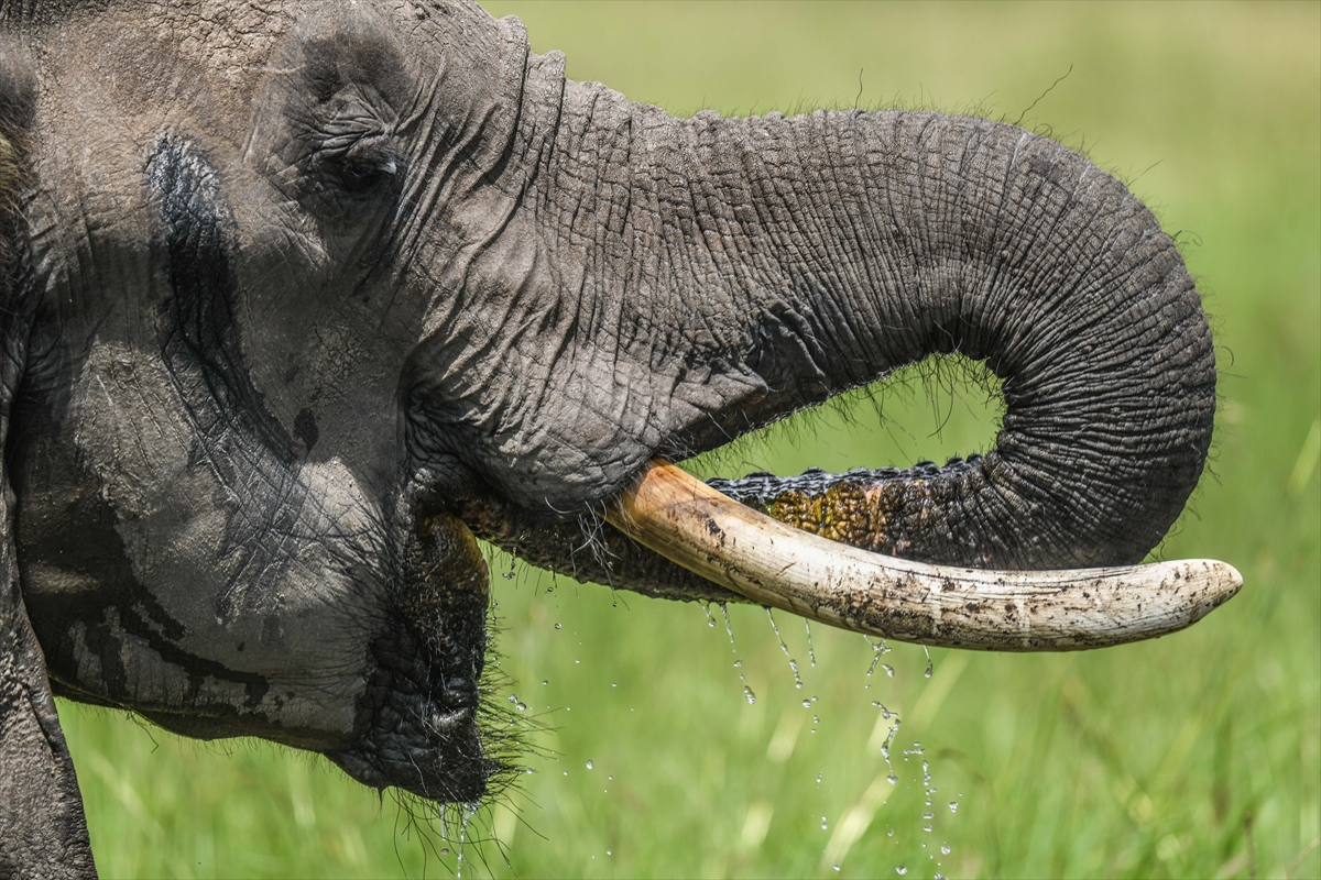 Kenya'daki Maasai Mara doğal yaşam alanına göç başladı