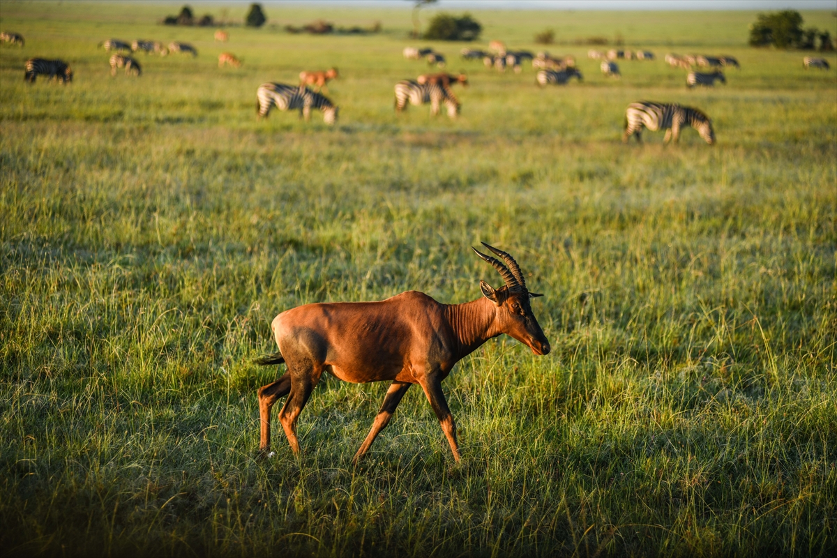 Kenya'daki Maasai Mara doğal yaşam alanına göç başladı