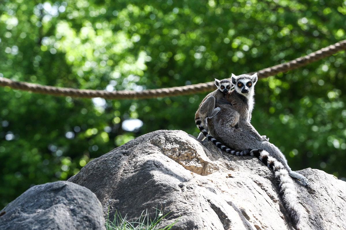 Sevimli anne ve yavru lemurlar görüntülendi