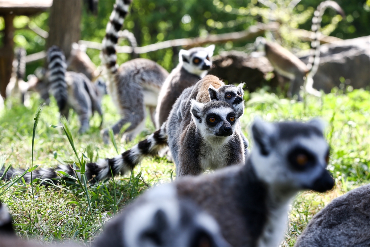 Sevimli anne ve yavru lemurlar görüntülendi