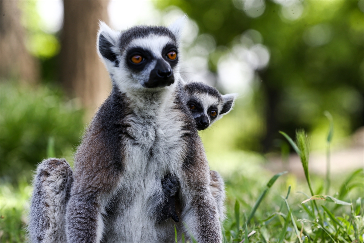 Sevimli anne ve yavru lemurlar görüntülendi