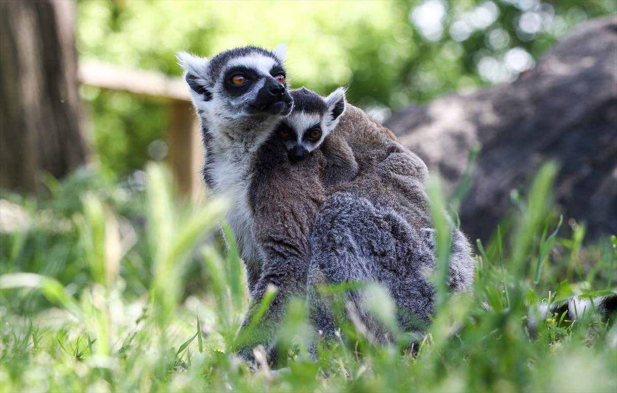 Sevimli anne ve yavru lemurlar görüntülendi