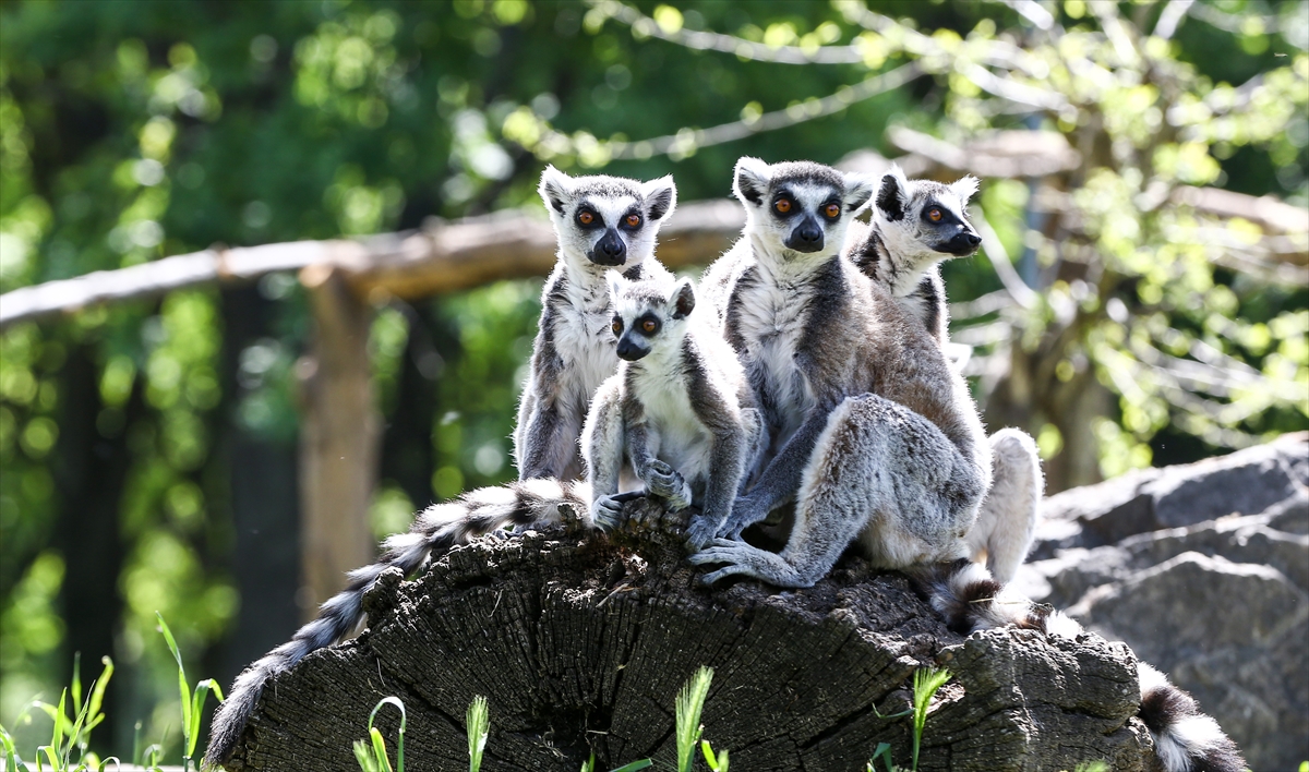 Sevimli anne ve yavru lemurlar görüntülendi