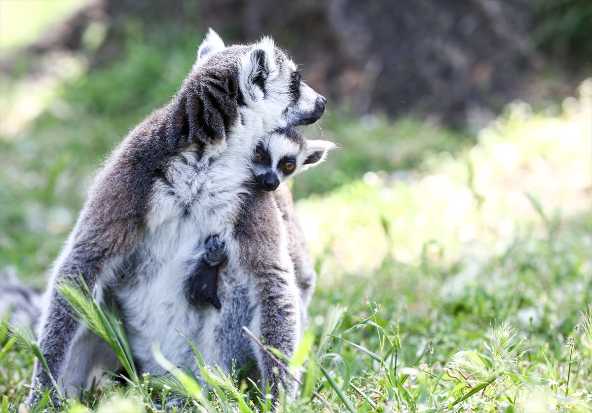 Sevimli anne ve yavru lemurlar görüntülendi