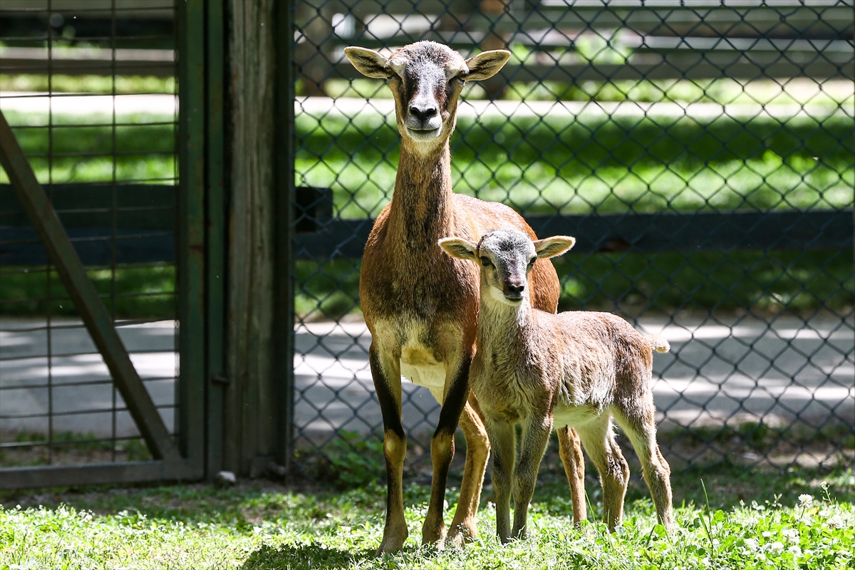 Sevimli anne ve yavru lemurlar görüntülendi