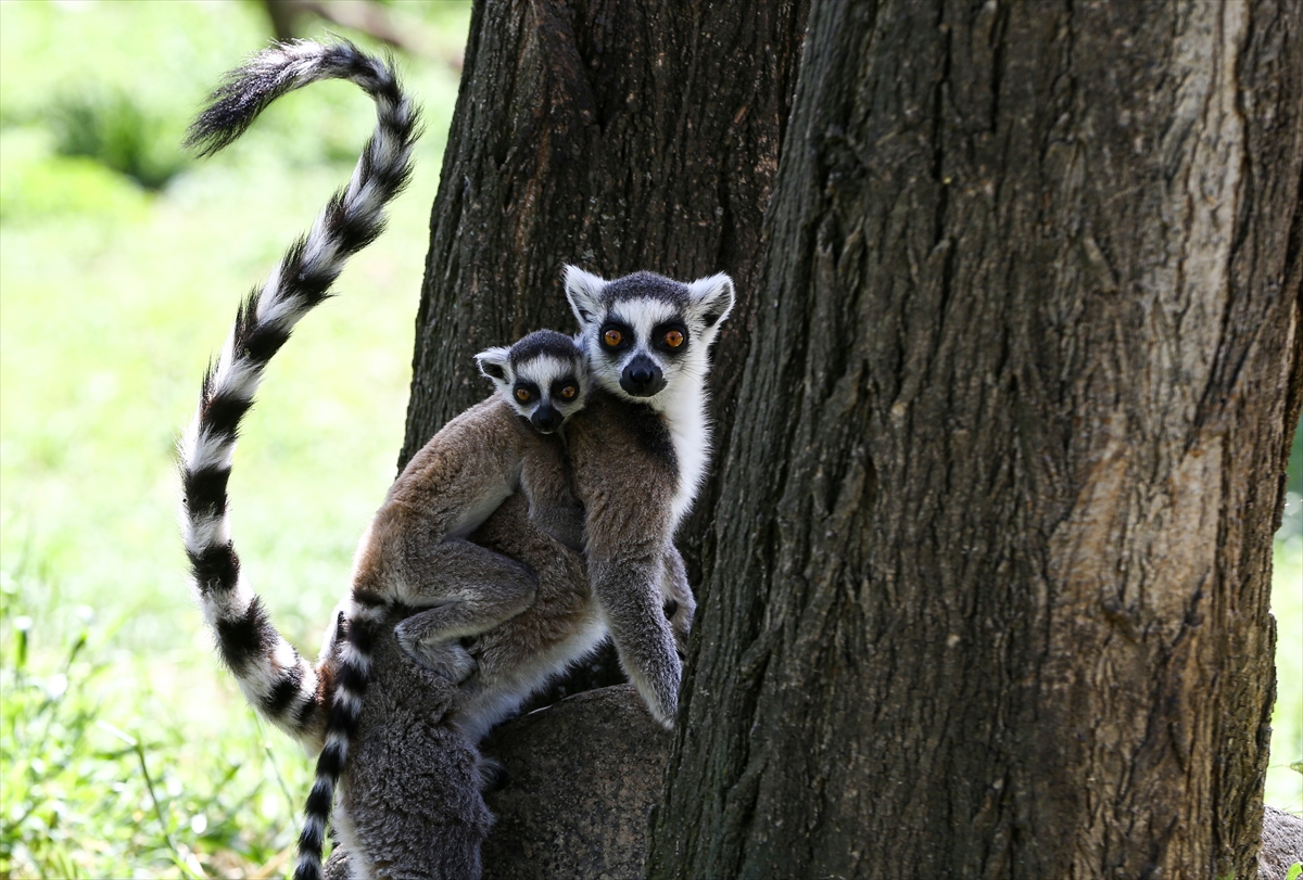 Sevimli anne ve yavru lemurlar görüntülendi