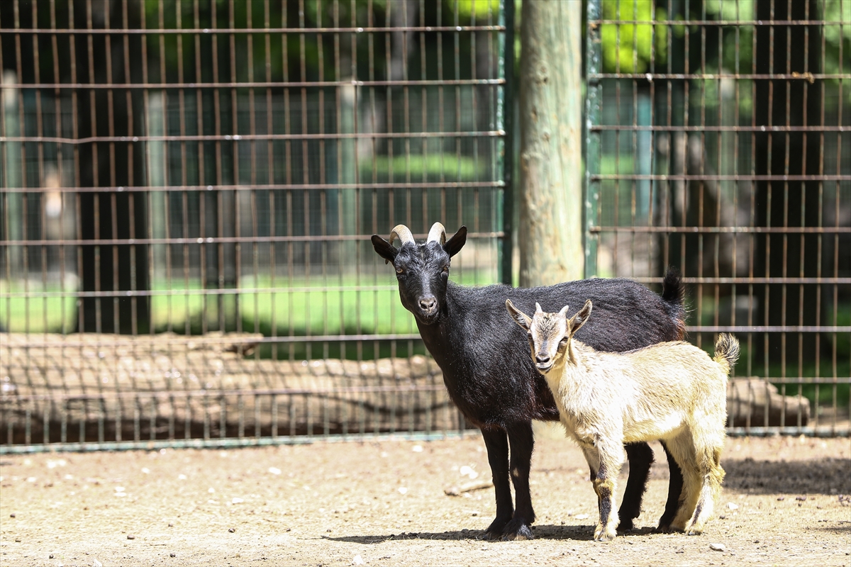Sevimli anne ve yavru lemurlar görüntülendi