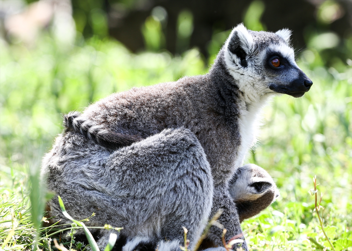 Sevimli anne ve yavru lemurlar görüntülendi