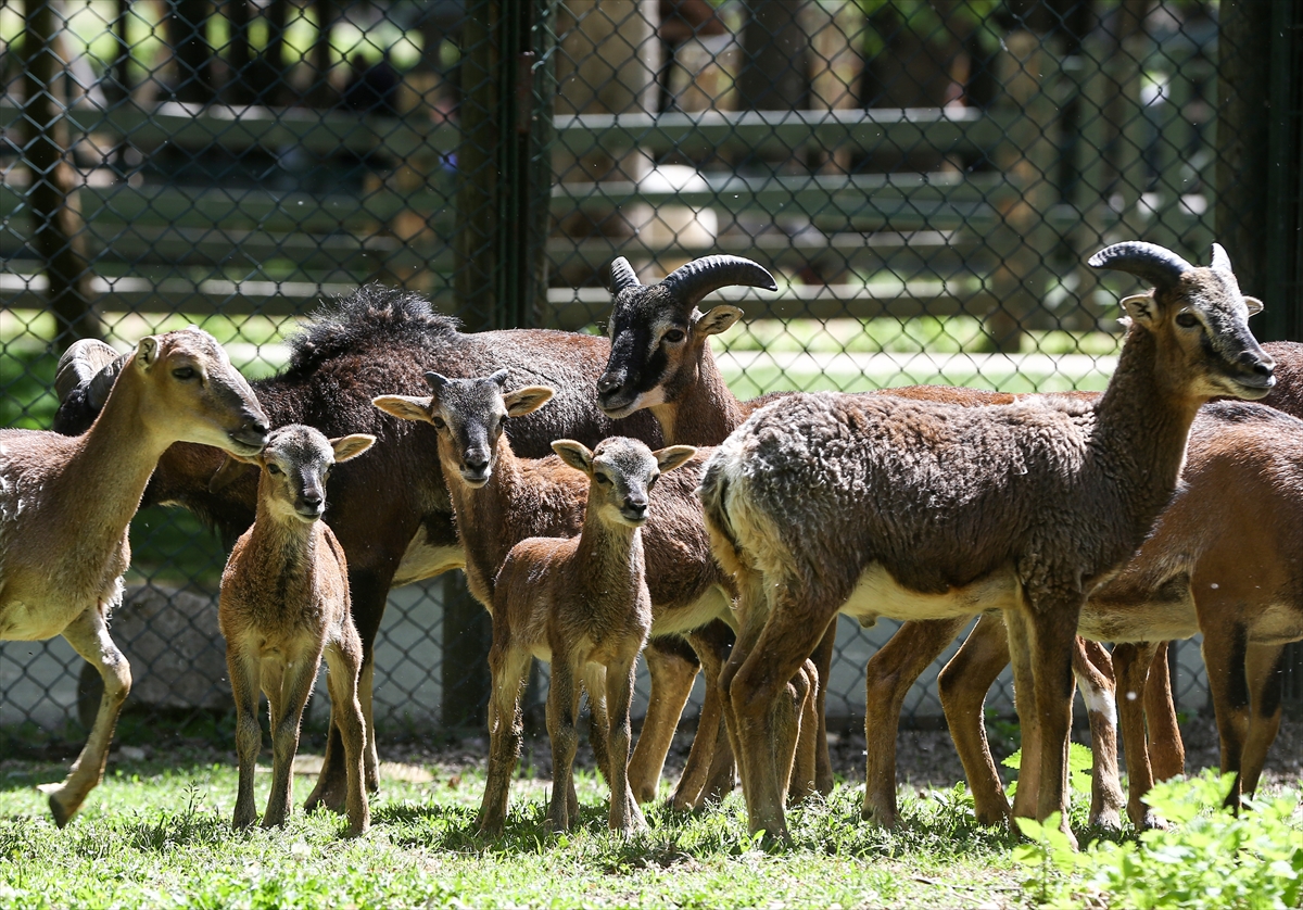 Sevimli anne ve yavru lemurlar görüntülendi