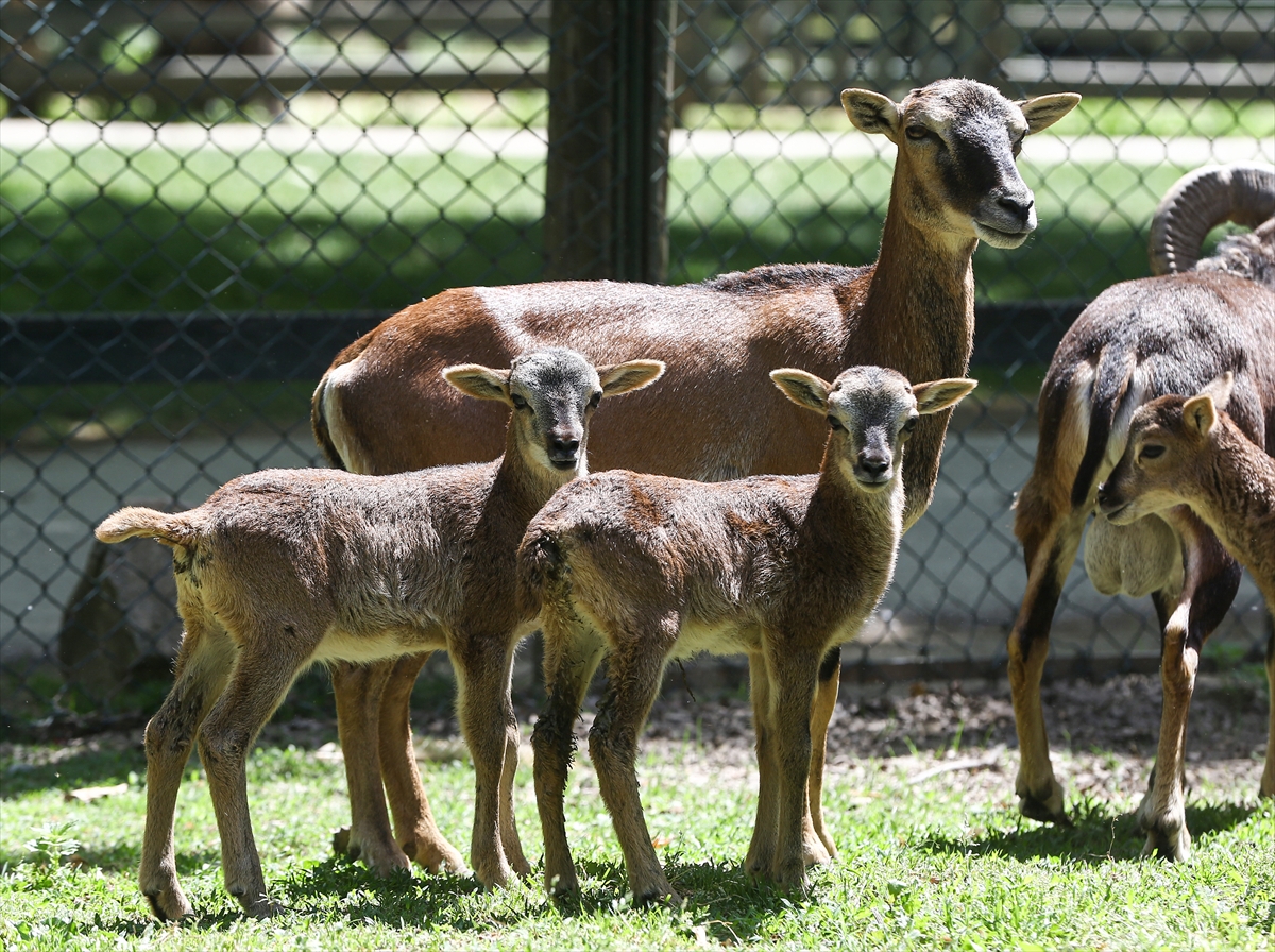 Sevimli anne ve yavru lemurlar görüntülendi