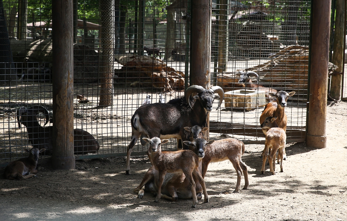 Sevimli anne ve yavru lemurlar görüntülendi
