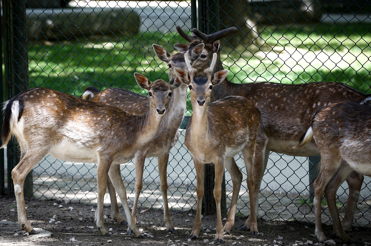 Sevimli anne ve yavru lemurlar görüntülendi