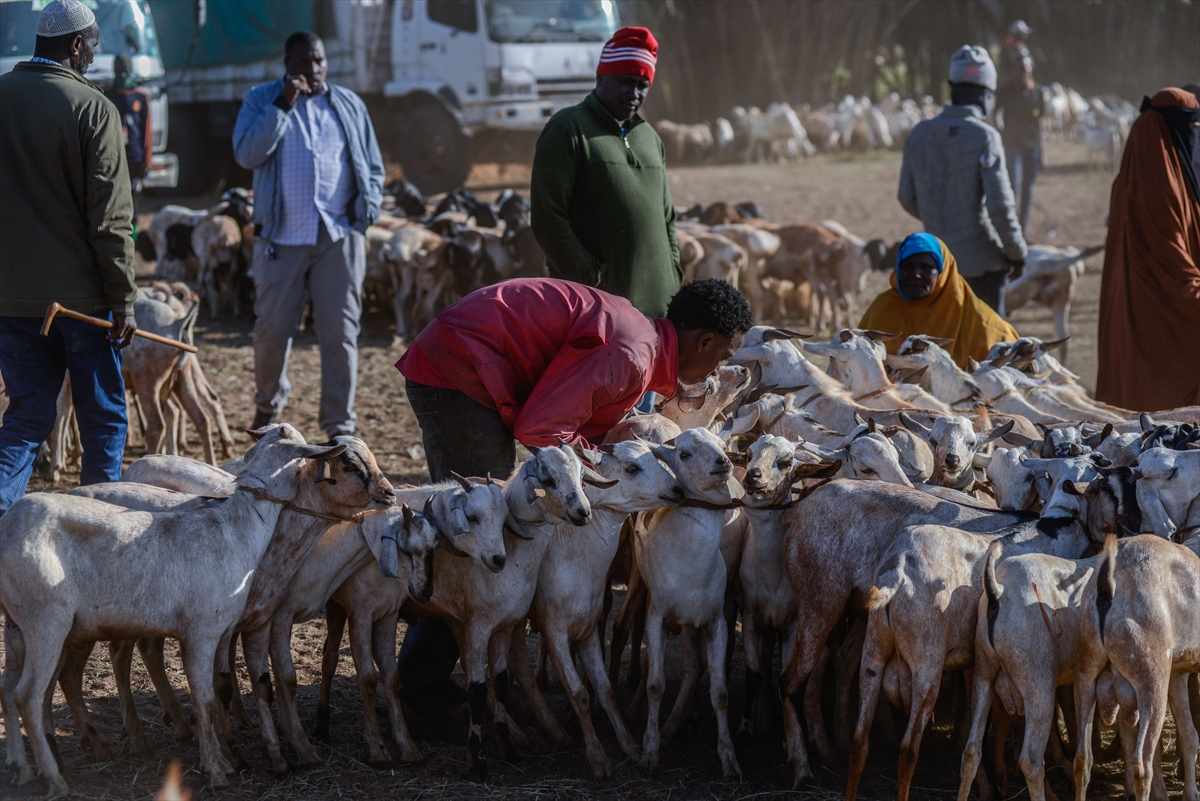 Kenya'da Kurban Bayramı hazırlıkları