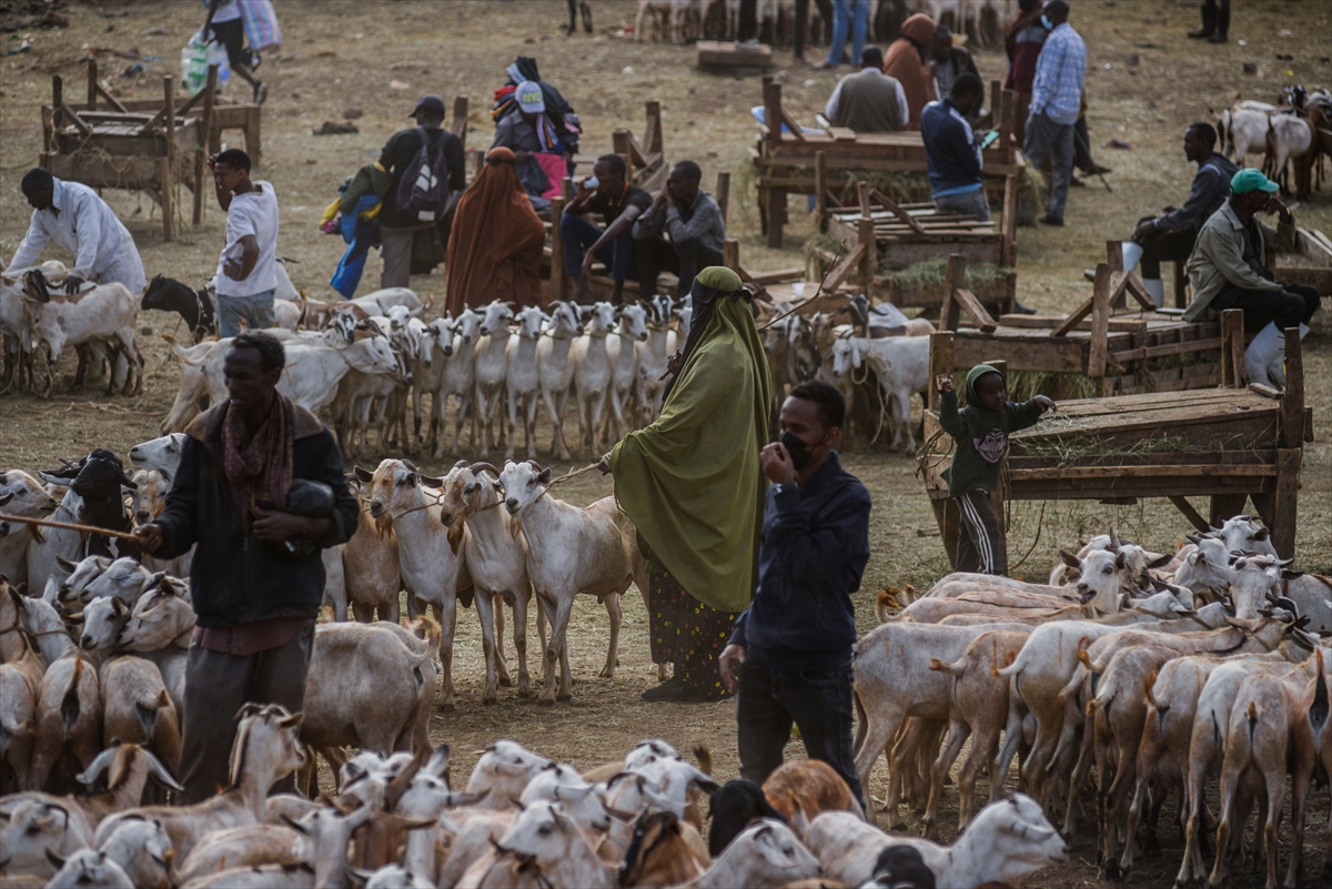 Kenya'da Kurban Bayramı hazırlıkları