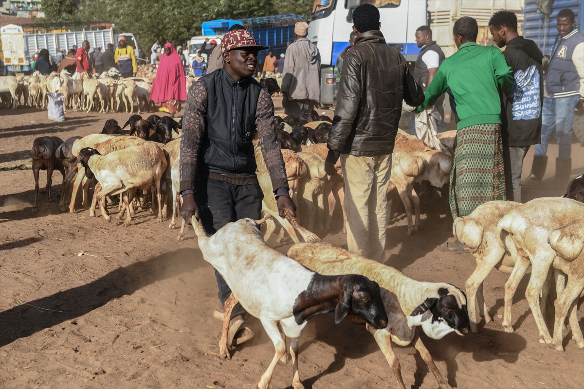 Kenya'da Kurban Bayramı hazırlıkları