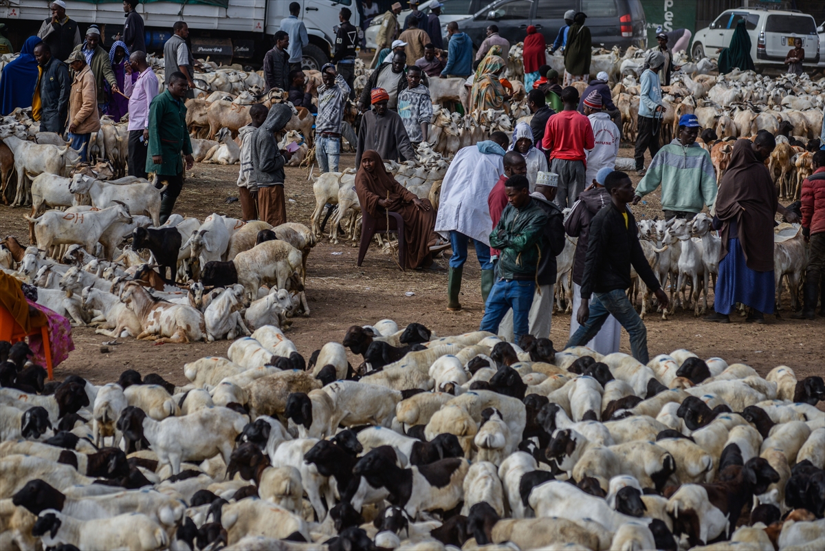 Kenya'da Kurban Bayramı hazırlıkları