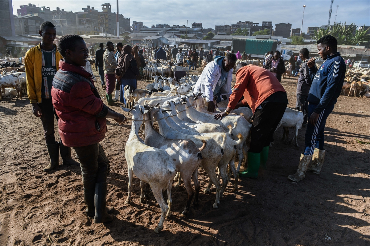 Kenya'da Kurban Bayramı hazırlıkları